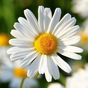 Meet your Posher, Lora